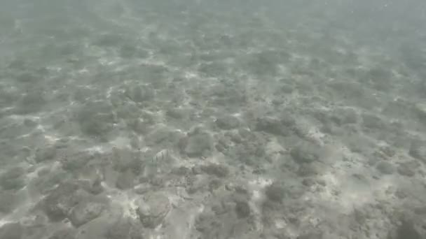Vagues Traversant Récif Corallien Avec Vidéo Sous Marine — Video