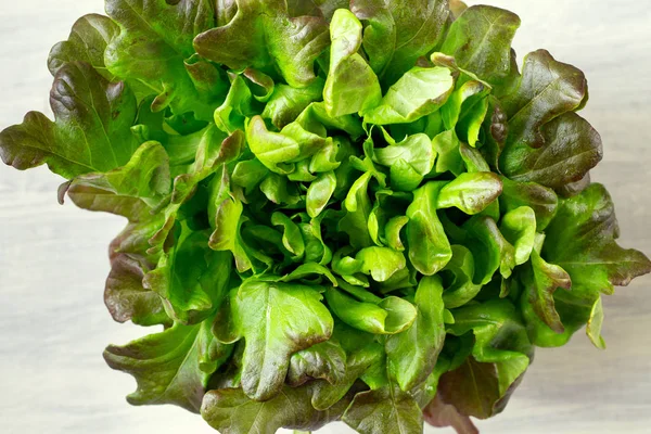 fresh salad leaves, red lettuce