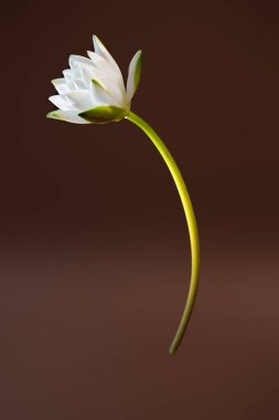 Kahverengi kopya alanı arka plan üzerinde tek beyaz çiçek