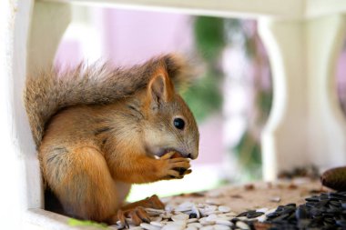 Şirin tüylü sincap oturmuş fındık yiyor.