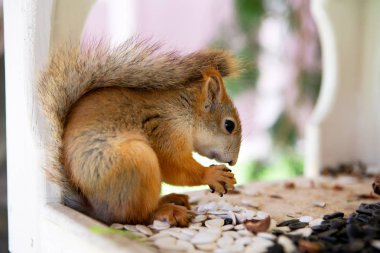 Şirin tüylü sincap oturmuş fındık yiyor.