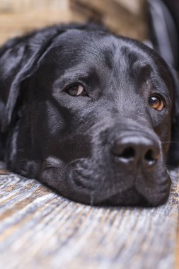 Siyah labrador retriever namlu yerde yatıyor. Akıllı gözleri, gözleri piercing.