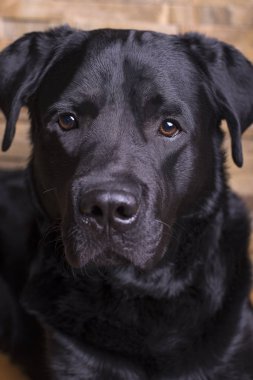 Taş bir arka plan üzerinde siyah labrador retriever. Akıllı gözleri, gözleri piercing. Etkileyici bir görünüm
