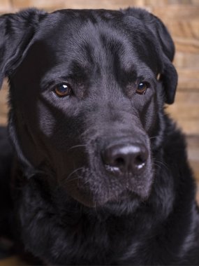 Taş bir arka plan üzerinde siyah labrador retriever. Akıllı gözleri, gözleri piercing. Etkileyici bir görünüm