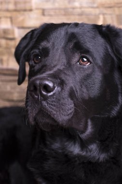 Yakın çekim portre siyah labrador retriever onun pençe üzerinde yatıyor ve ne yazık ki sidewayson bir taş zemin üzerine görünüyor.