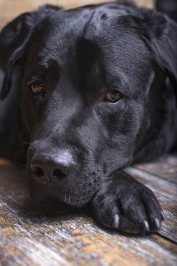 Akıllı gözleri dikkatle bir kenara bir ahşap tahta fonunda arıyorum Genç bir labrador retriever portresi.