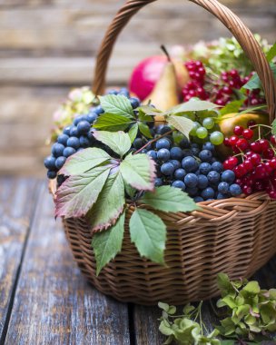 Taze olgunlaşmış meyve - üzüm, elma, armut, kartopu ve sepeti ahşap arka plan, metin için yer yeşil yaprak sonbaharda hasat.