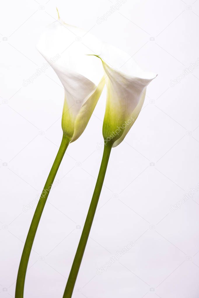 Blooming of two elegance flowers callas, close-up on a white background with copy space.