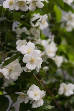 Yeşil yaprak üzerinde su damlacıkları ile çiçek Yasemin çalı. Doğal arka plan.