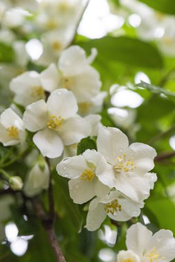 Su damlacıkları ile bir çalı üzerinde yeşil yaprak ve beyaz yasemin çiçekleri ile doğal arka plan.