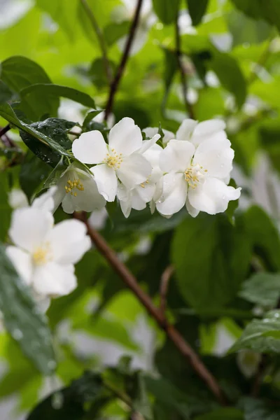 在绿色的灌木丛中合上鲜白的茉莉花。自然背景. — 图库照片