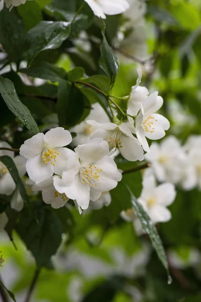 在绿色的灌木丛上合上白色的茉莉花。自然背景. — 图库照片