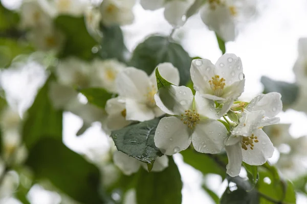 布什茉莉花盛开，绿叶上绽放着白花。自然布局. — 图库照片