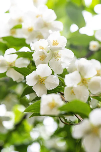 Cerrar flores aromáticas fragantes jazmín sobre un fondo de hoja verde. Diseño natural . —  Fotos de Stock