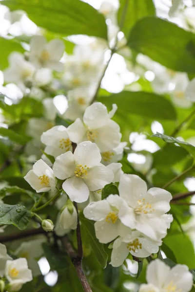 Cerrar flores aromáticas fragantes jazmín sobre un fondo de hoja verde. Diseño natural. Primavera frunciendo el ceño concepto . —  Fotos de Stock