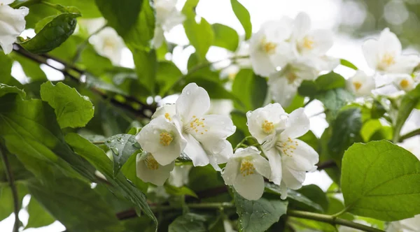 布什茉莉花盛开，绿叶上绽放着白花。自然布局. — 图库照片