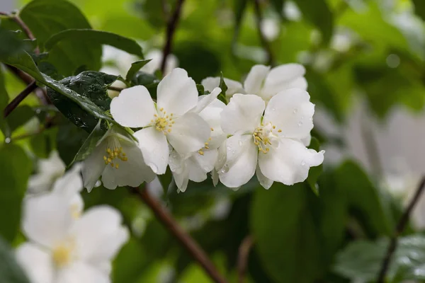 Close-up geurende aromatische bloemen jasmijn op een groene blad achtergrond. Natuurlijke lay-out. — Stockfoto