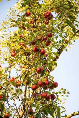 Mavi gökyüzü arkaplanına karşı bir ağaç dalında taze organik olgun elma hasat et, boşluğu kopyala.
