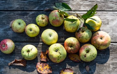 Tahta bir kırsal masada taze taze meyve suyu, organik elmalar, güneşli gölgeler, fotokopi alanı. Seçici odak.