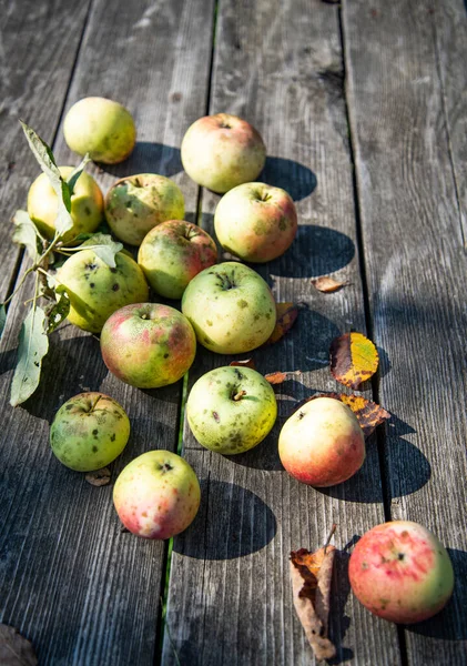 Nyplukket Haug Med Naturlige Saftige Epler Trebord Med Solfylte Skygger – stockfoto