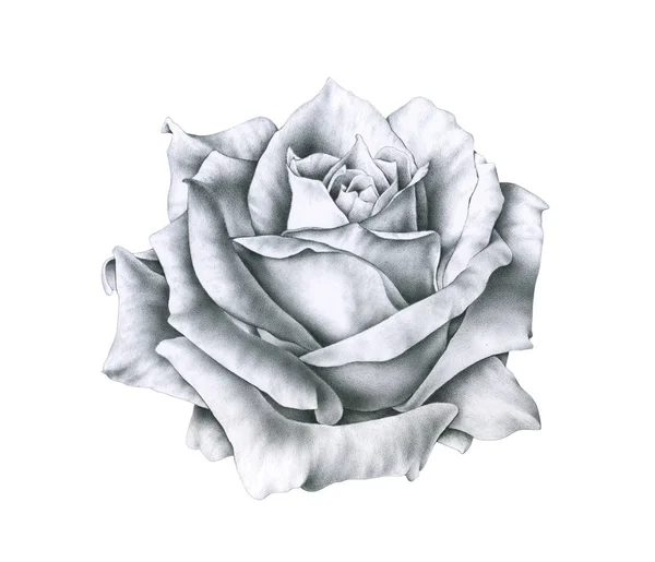 黑色和白色例证玫瑰花查出在白色背景 手工单色绘图铅笔 — 图库照片