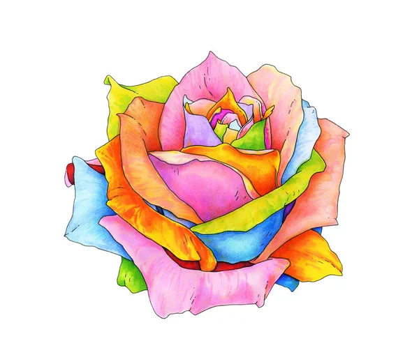 玫瑰与多色花瓣被隔绝在白色背景 手工绘图标记 魔术花例证 — 图库照片