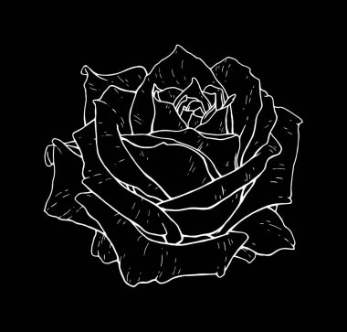 Çiçek tek renkli vektör çizim yükseldi. Güzel beyaz gül siyah arka plan üzerine izole. Öğe için tasarım dövme yazdırma