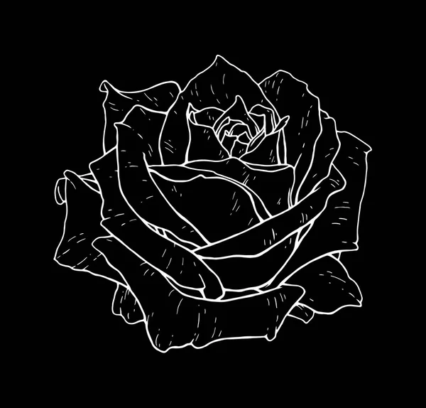 Rosenblume Monochrome Vektorillustration Schöne Weiße Rose Isoliert Auf Schwarzem Hintergrund — Stockvektor