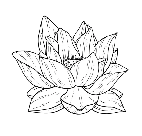 Красива Чорна Квітка Лотоса Монохромна Векторна Ілюстрація Роботи Руки Ізольована — стоковий вектор