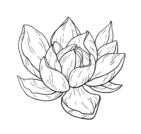 Mooie Zwarte Lotus Bloem Monochroom Vector Handwerk Illustratie Geïsoleerd Een — Stockvector