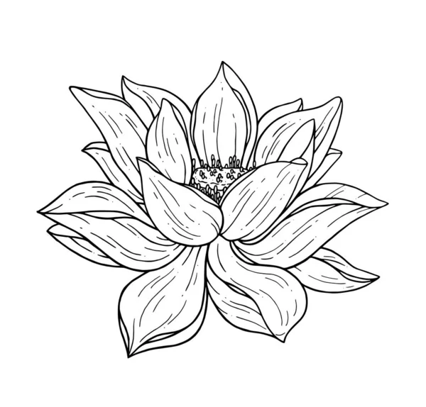 Vacker Svart Lotusblomma Monokrom Vektor Handarbete Illustration Isolerad Vit Bakgrund — Stock vektor
