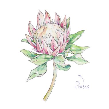 Pembe protea beyaz arka planda izole edilmiş. Suluboya el işi çizimi. Çiçek açan çiçeğin çizimi