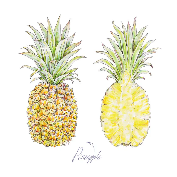 Ananas Izolovaný Bílém Pozadí Akvarel Barevné Ilustrace Tropické Ovoce Letní — Stock fotografie