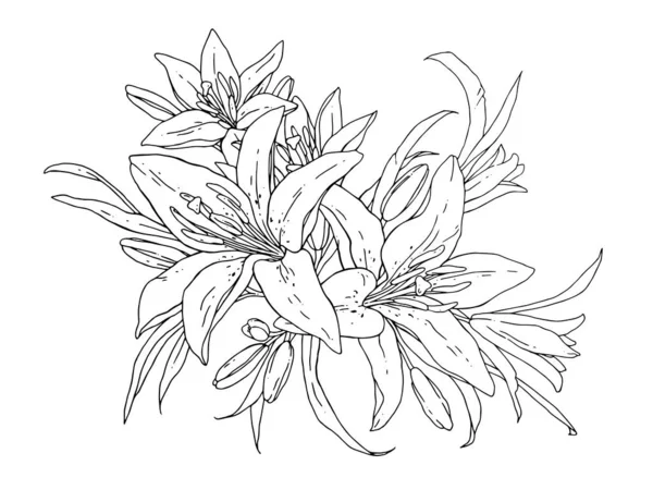 Lelies Bloemen Monochrome Vector Illustratie Mooie Tekening Van Tijgerlelie Geïsoleerd — Stockvector