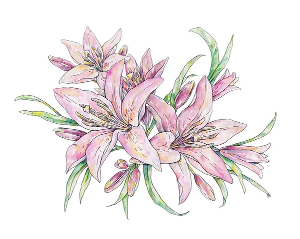 Fiori Giglio Rosa Isolati Sfondo Bianco Illustrazione Mano Acquerello Disegno — Foto Stock