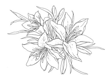 Zambak çiçekleri tek renkli vektör çizimi. Beyaz arka planda izole edilmiş güzel bir kaplan zambağı çizimi. Tebrik kartı ve davetiye tasarımı için elementName.