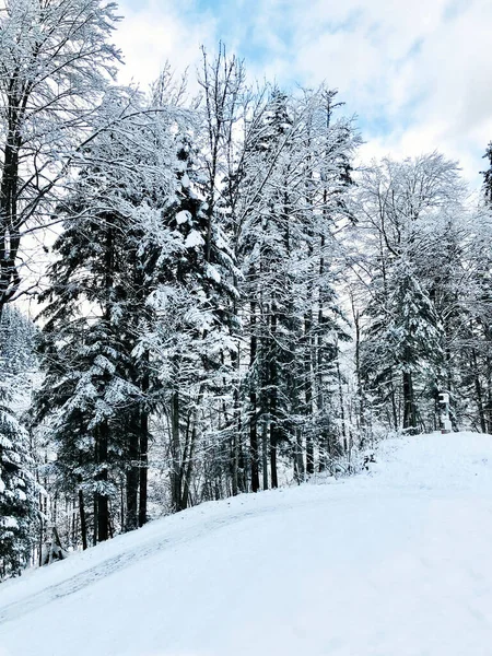 Hallstatt Winter Snow Mountain Landscape Pine Forest Upland Valley Leads — Stock Photo, Image