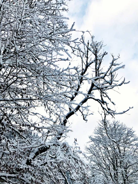 Closeup Pine Forest Valley Dreamscape Hallstatt Winter Snow Mountain Landscape — Stock Photo, Image