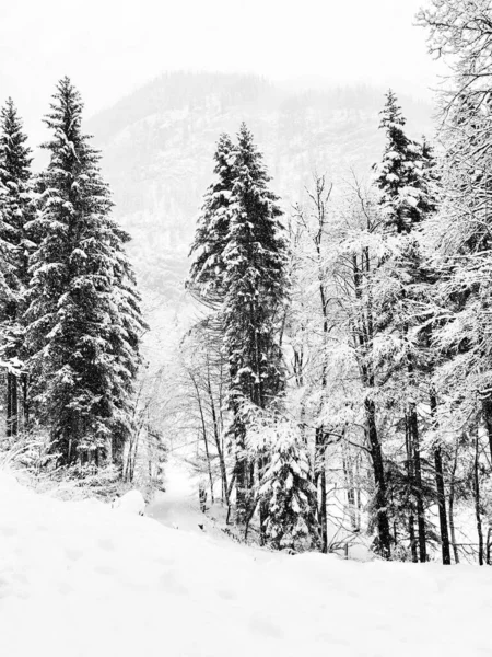 Monocromo Hallstatt Trekking Invierno Nevando Paisaje Montaña Bosque Pinos Vertical — Foto de Stock