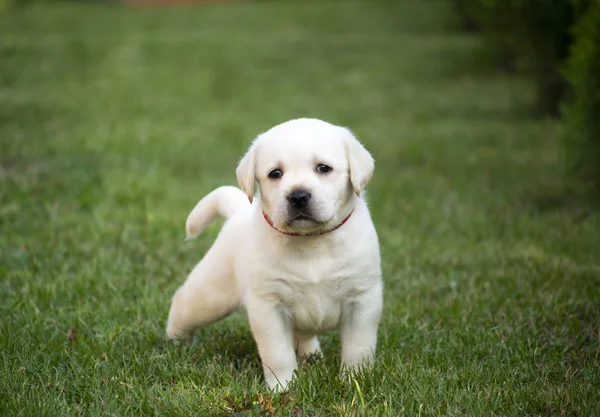 Labrador Pequeno Passeio Jardim Cachorro — Fotografia de Stock
