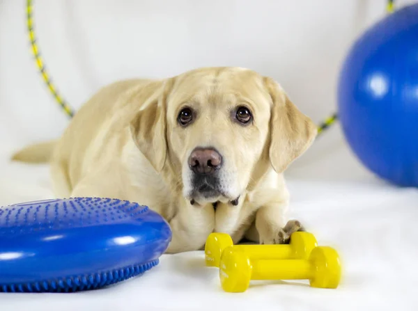 Dog Labrador dumbbells fitness equipment