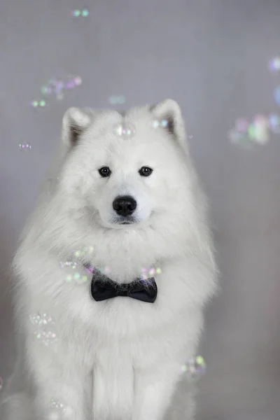 Vit Hund Samojed Gentleman Fluga Bubblor — Stockfoto