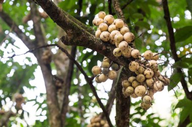 Langsat veya lanzones meyve orchard Malezya'ağacının kök üzerinde