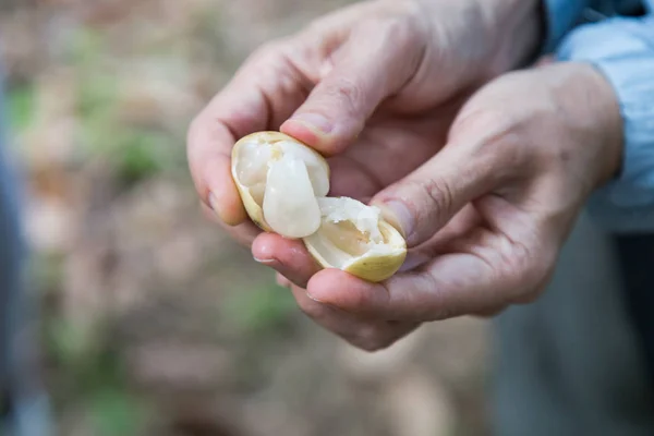 Jari Jari Mengupas Buah Langsat Organik Mengungkapkan Manis Juicy Dan — Stok Foto