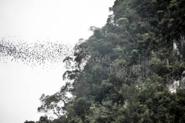Daily exodus of bats from the Deer Cave, Mulu National Park. Bats fly out to hunt for food in the evening. clipart