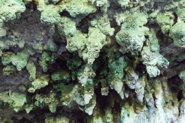 Odası trader mağaraları, Niah Milli Parkı, Sarawak, Malezya içinde