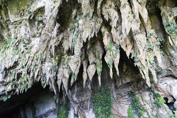 Σταλακτίτες Στο Είσοδος Στο Διαυγές Υδάτινο Σπήλαιο Mulu Εθνικό Πάρκο — Φωτογραφία Αρχείου