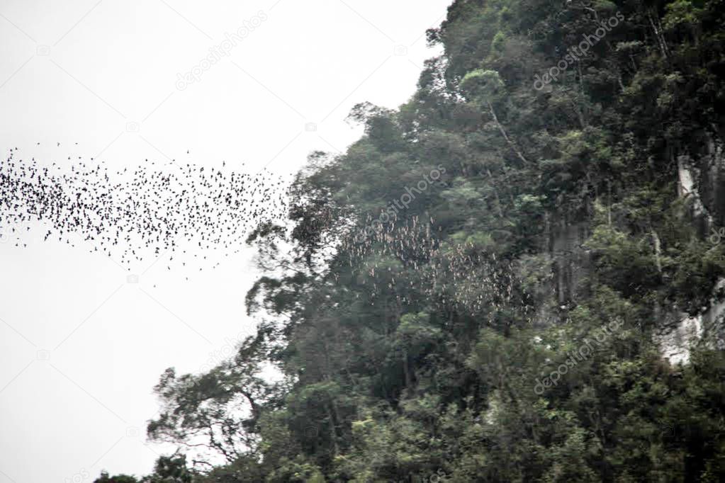 Daily exodus of bats from the Deer Cave, Mulu National Park. Bats fly out to hunt for food in the evening.