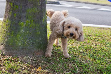 Male poodle urinating pee on tree trunk to mark territory in public park clipart