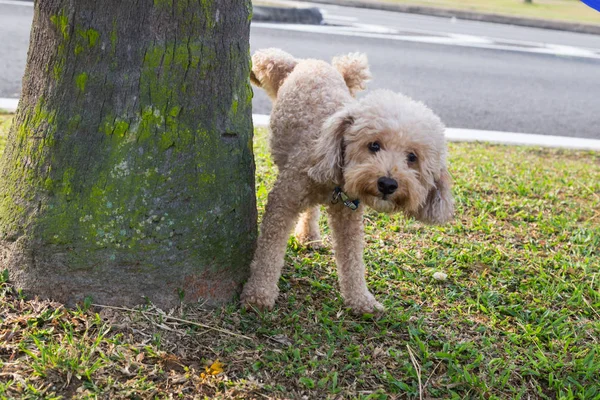 公狮子狗在公园的树干上小便小便以标记领地 — 图库照片